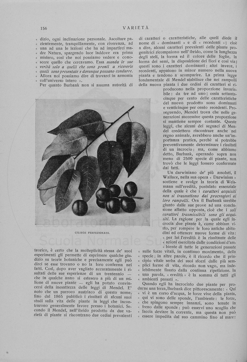 pagina