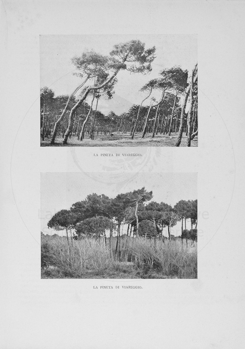pagina