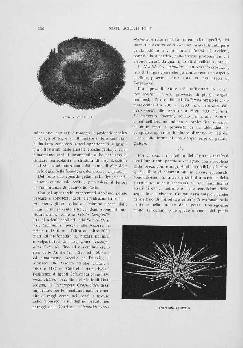 pagina